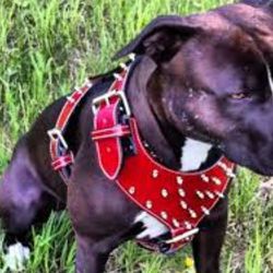 Red Leather Studded Spike Dog Harness Leash
