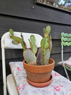 Cactus looking for new home!