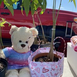 Money Tree Valentine Day Gifts 