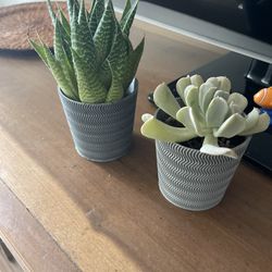 3D Printed Succulent Pots
