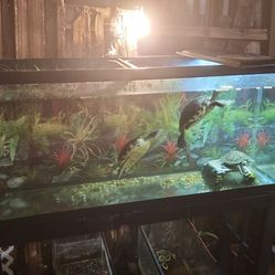 55 Gallon Aquarium With Metal Stand