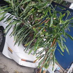 8 Ft Dracaena Fragans