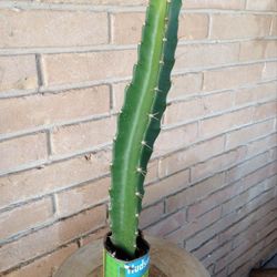 Triangle 🔺 Cactus 