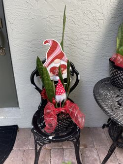 Snake Plant Gift 