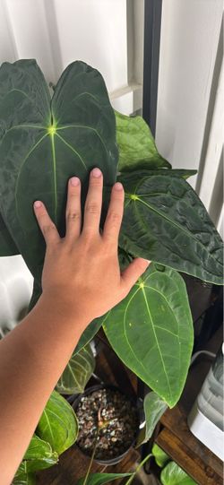 Anthurium forgetii x RVDP