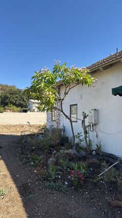 Plumeria tree