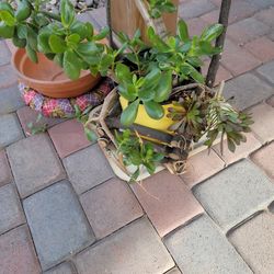 Patio Decor With Clay Pot And Real Plant 