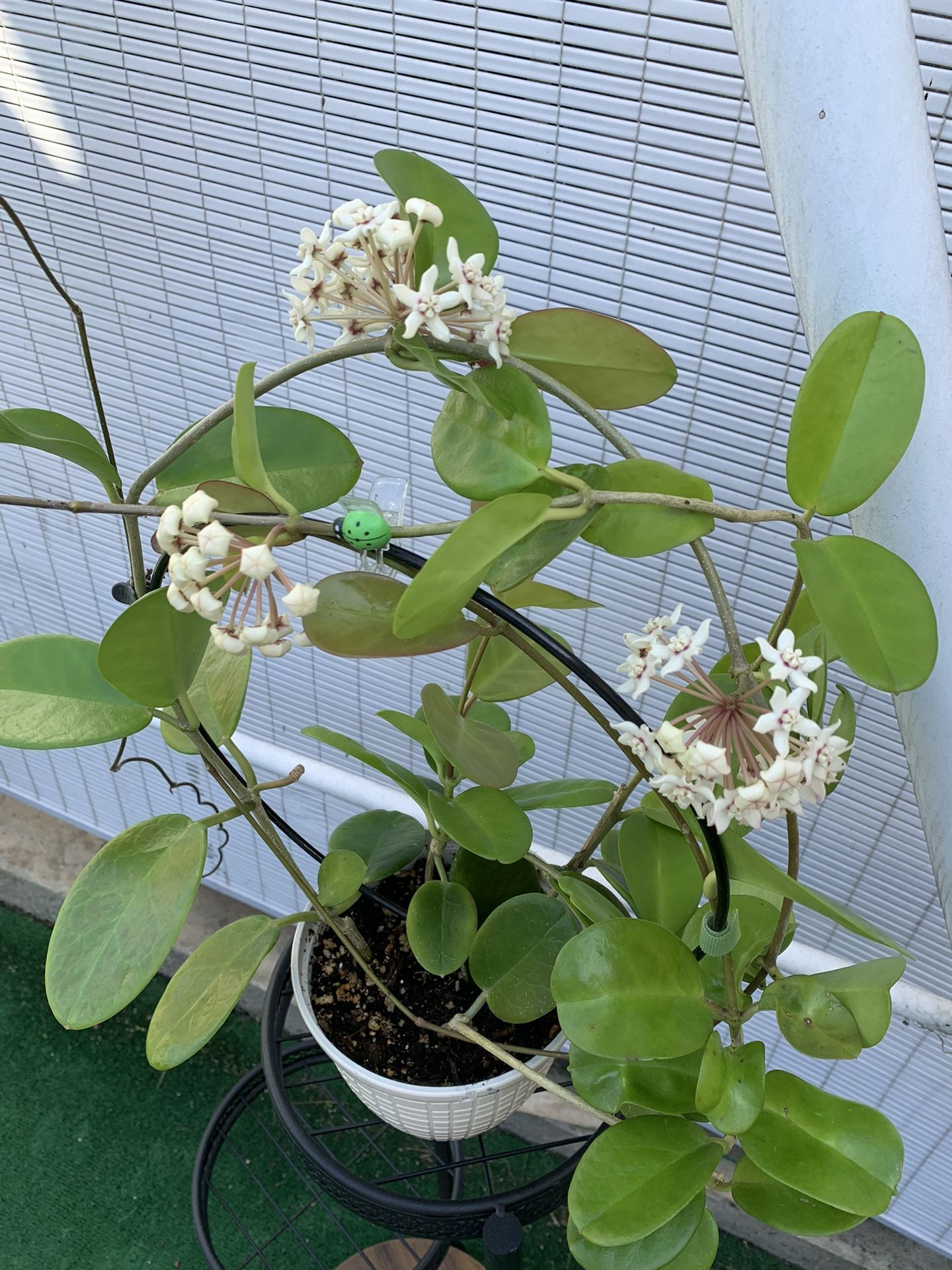Hoya Australis ✨ blooming!