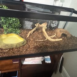 Bearded Dragon Tank And Accessories