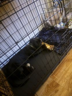 30 inch puppy kennel