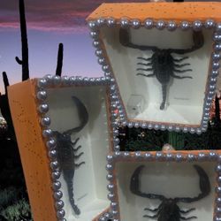 Scorpion shadow Box 