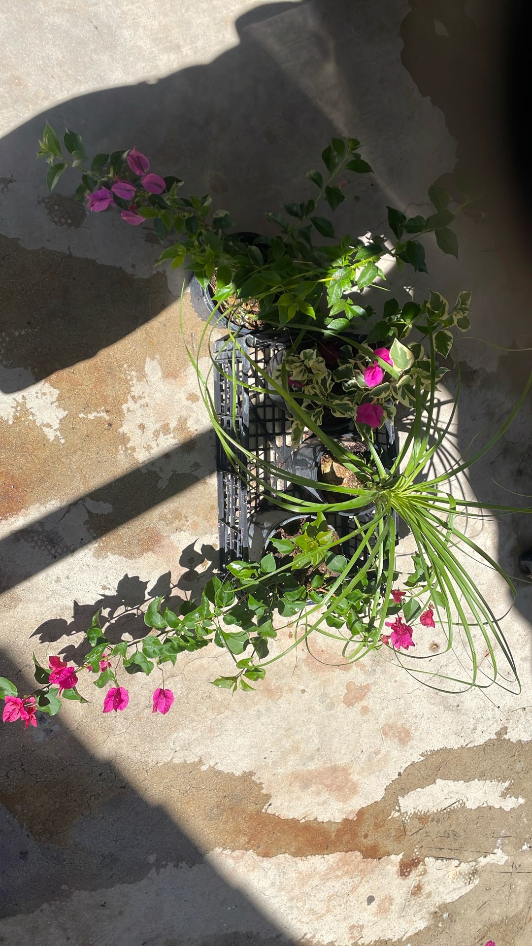 Plants