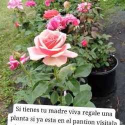 Rosas