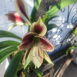 Butterfly Amaryllis (Currently Blooming)
