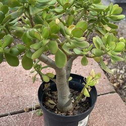 Jade Plant