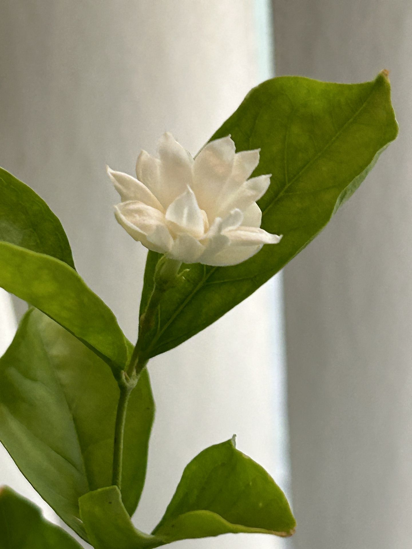 Sambac . Arabian Jasmine