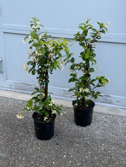Perrenial fragrant Star Jasmine  $30 each