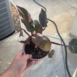 Pink Princess' Philodendron