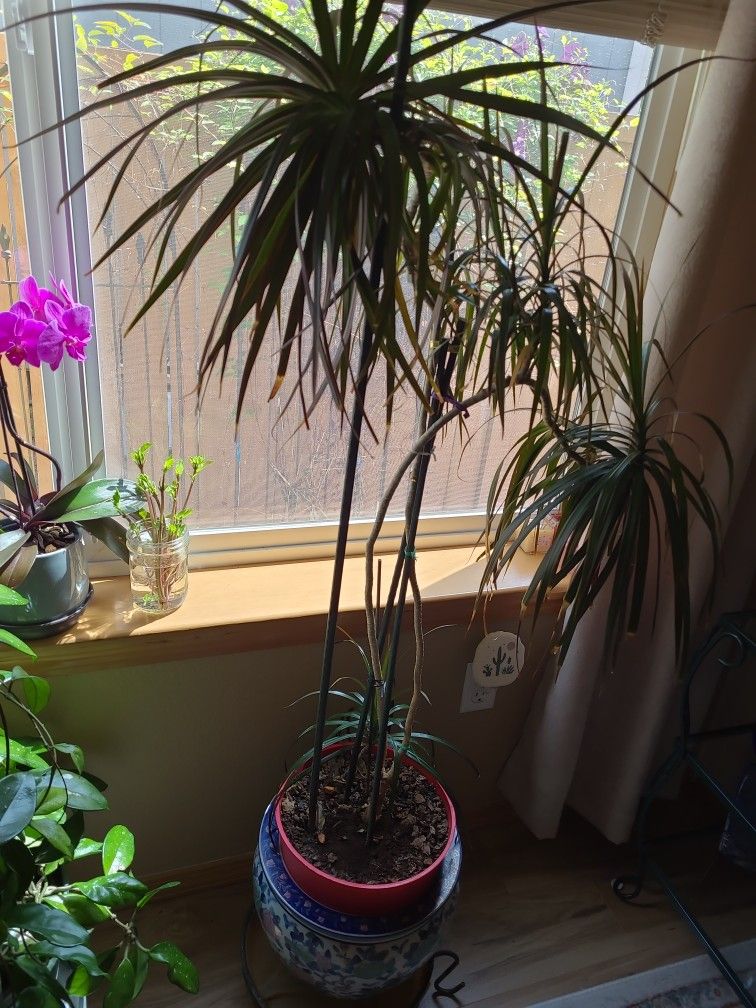 Dracaena Bicolor