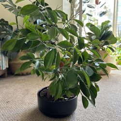 Ficus bonsai tree - Pot included