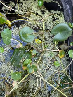 Pond/ Aquatic Plants