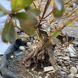 Azalea Bonsai Well Established