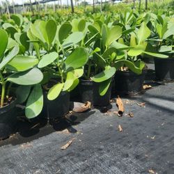 Beautiful Clusias Plants For Privacy!!! 1 Feet Tall!!! Fertilized 