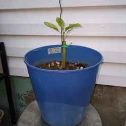 Angel Trumpet Plants  (White )