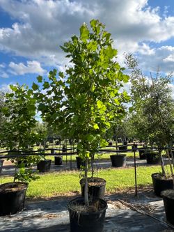 More trees