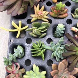 Beautiful Wedding Favors (Succulent Cuttings)