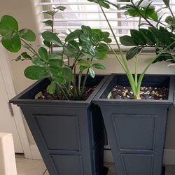 House Plants $100 Each