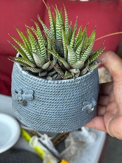 Zebra plant