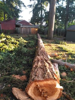 Tree work for trade or hire