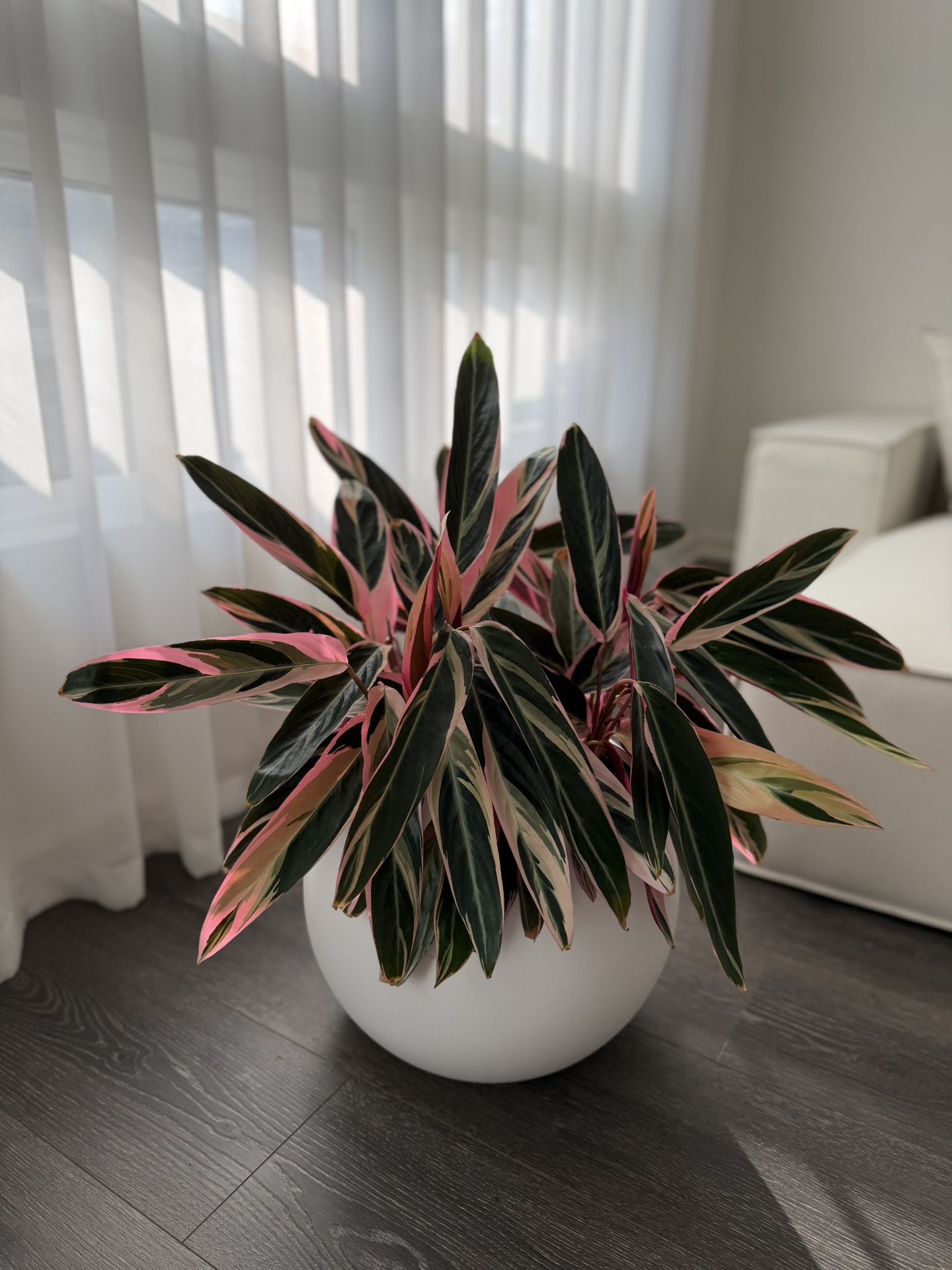 Calathea Triostar