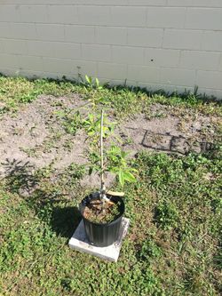 Dahoon holly siblings 2 feet