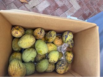 Mangos
