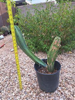 Blue Myrtle Cactus