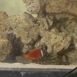 Fake Toy Clown  Fish Asking $300 Or Best Offer