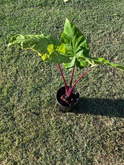 Alocasia red emperor