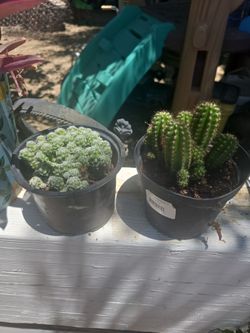 Cactus