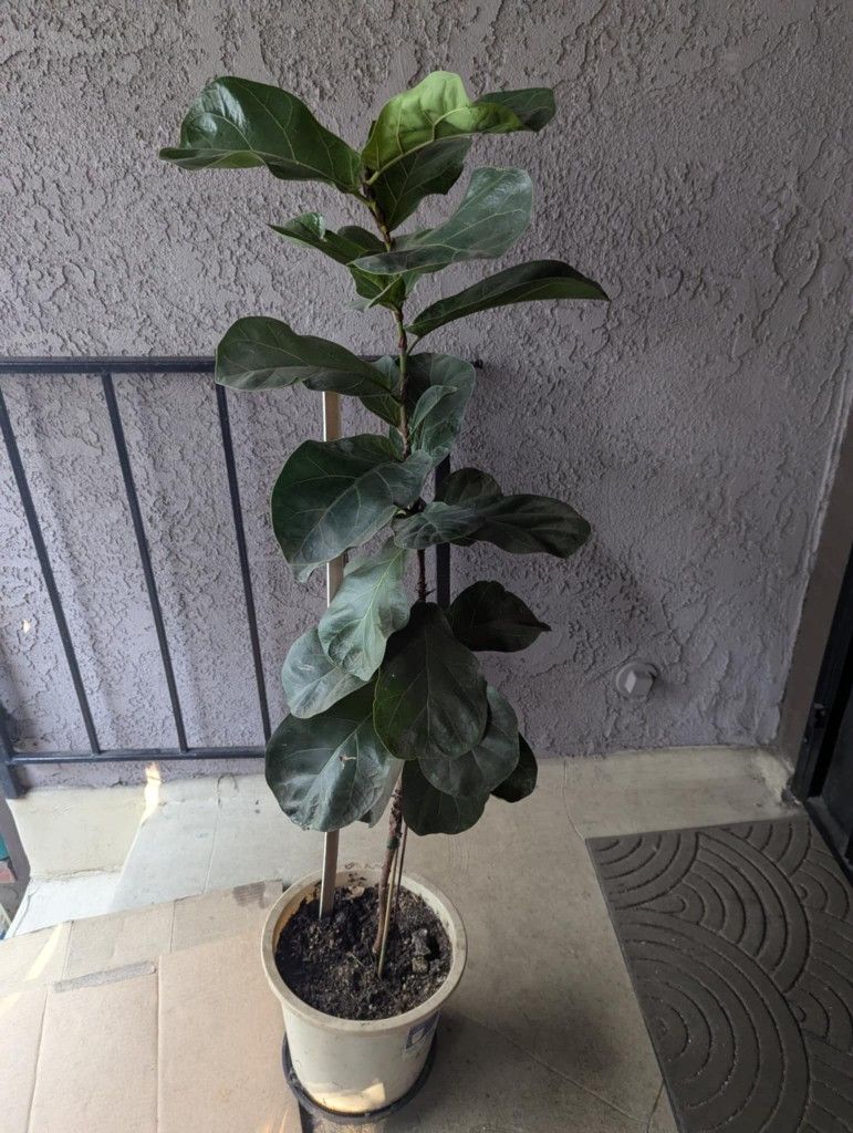 Fiddle leaf fig With Pot - 4ft