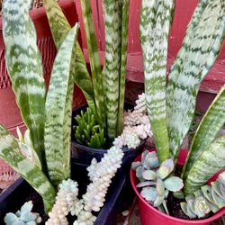 Plants 🪴 💯 Organic Pots