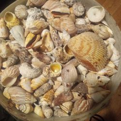Sea Shells