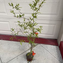Red Ruby Pomegranate Fruit Tree PLANT