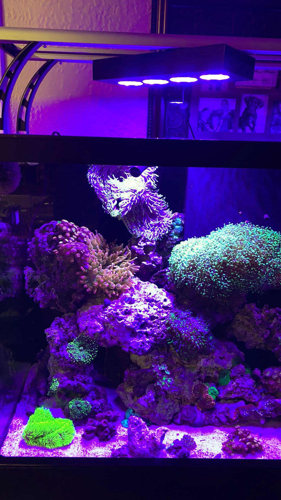 90 gallon star fire glass aquarium