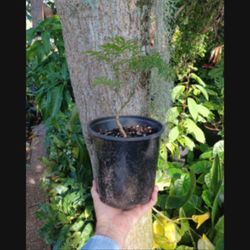 Ming Aralia Houseplant Pre Bonsai 