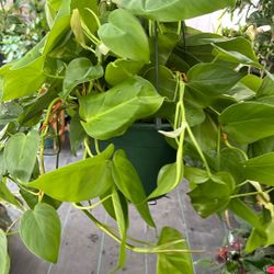 Philodendron Cardatum In a 8 Inch Pot
