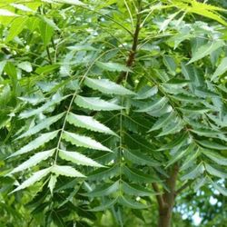 10 Inch Neem Tree Healthy 🌳 