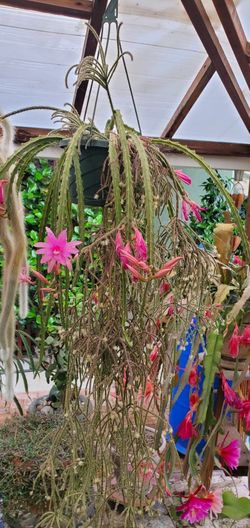 Cactus For Sale