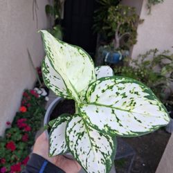 Aglonema White Valentine Plant $23